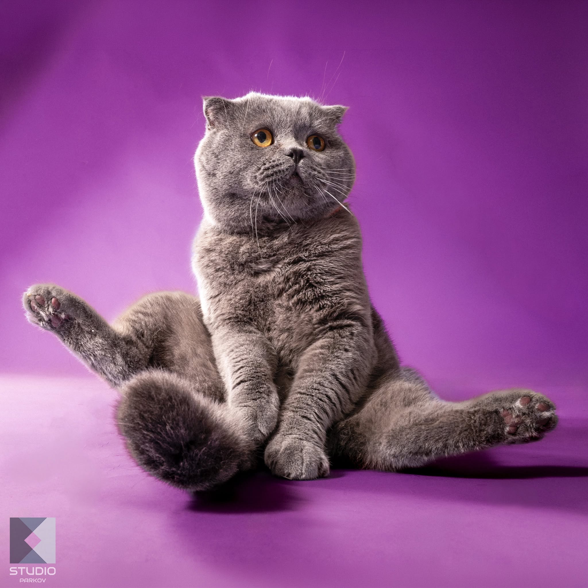 Фотосесии на домашни любимци